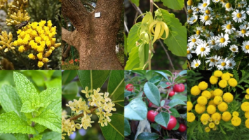 Die lindernde Mischung